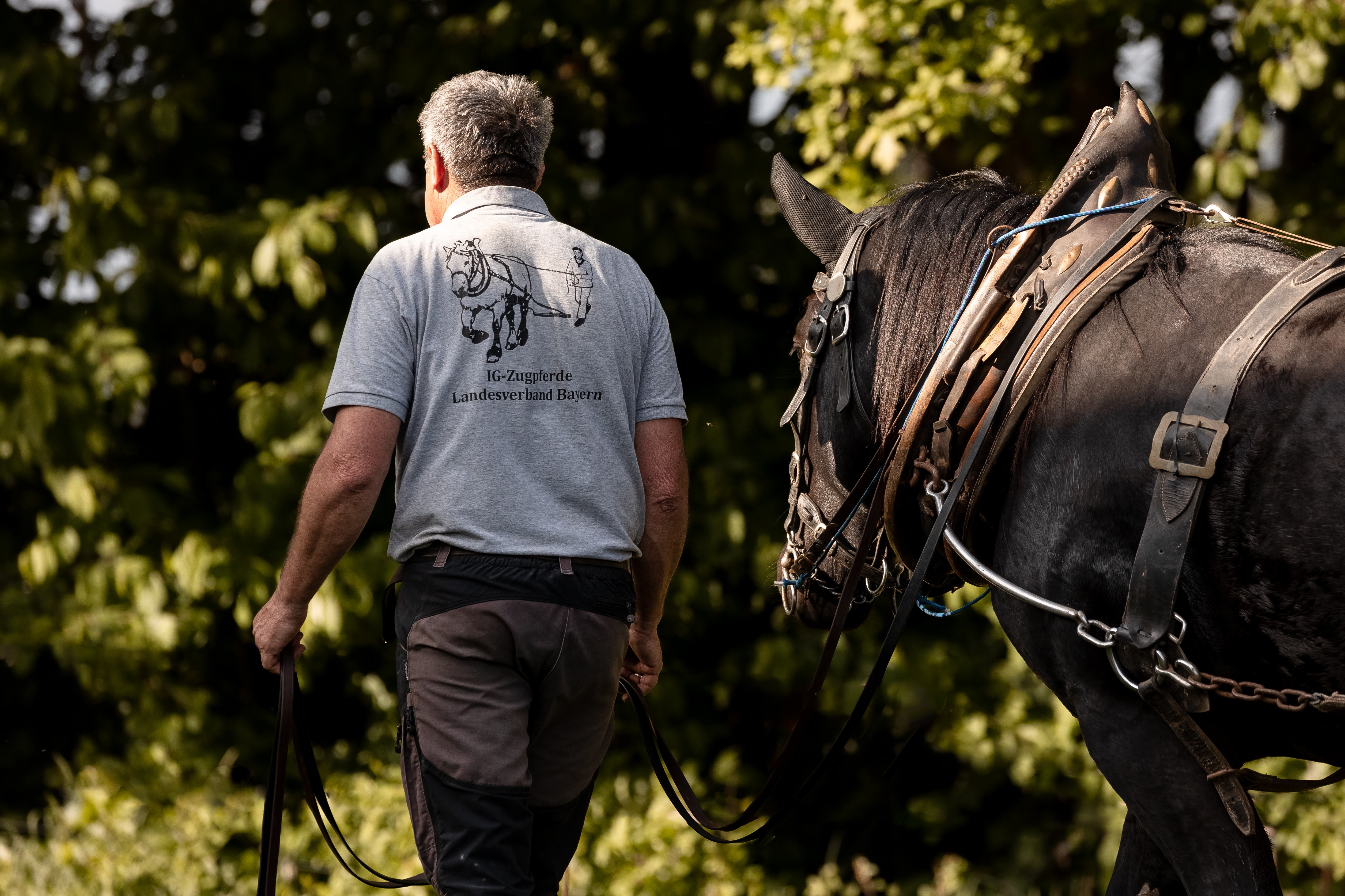 Arbeitspferde in Bayern