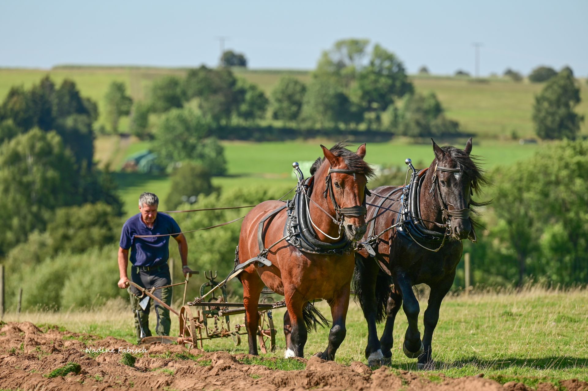 Gemeinschaft der Arbeitspferdeliebhaber