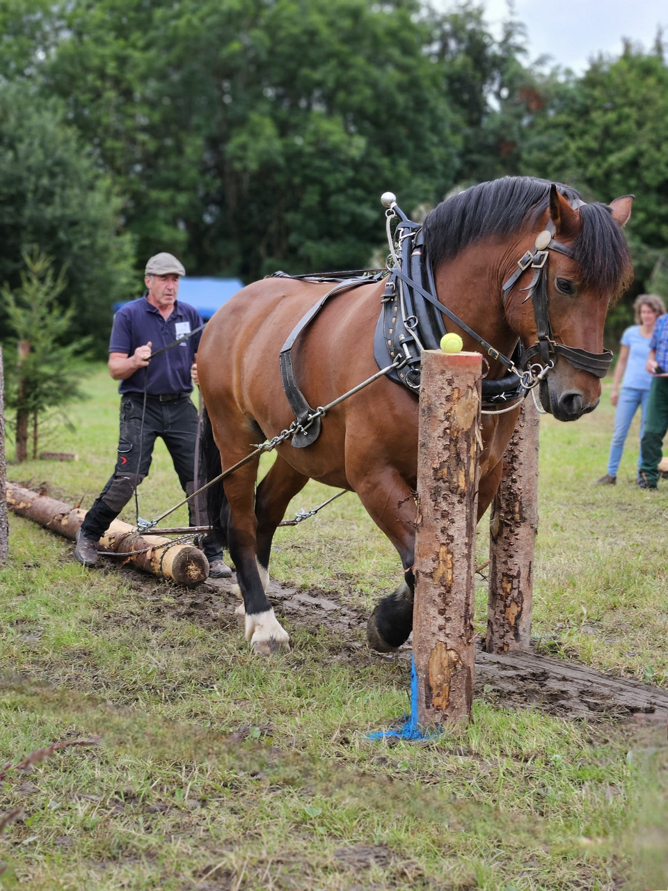 13. Offene Bayerische Meisterschaft in Bad Wörishofen