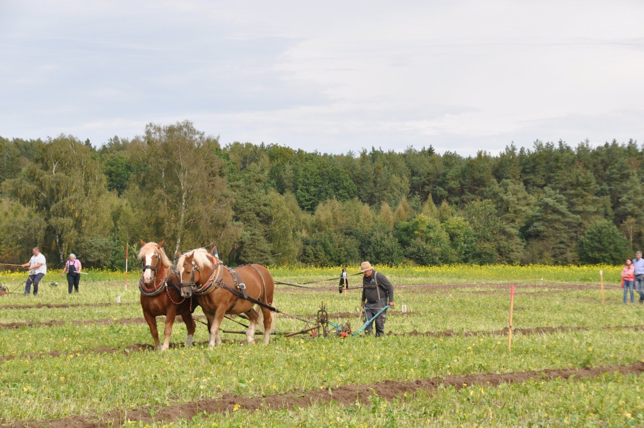 Bayrische Meister im Gespannpflügen