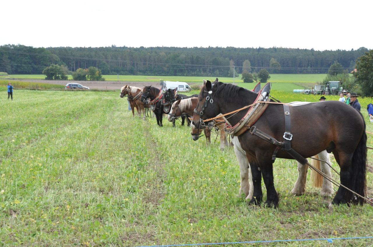 Bayrische Meister im Gespannpflügen