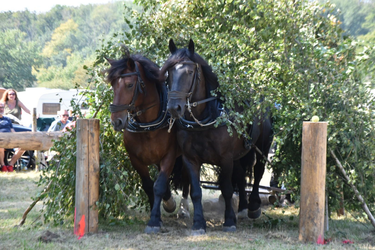 Deutsche Meisterschaft der Holzrücker 2024