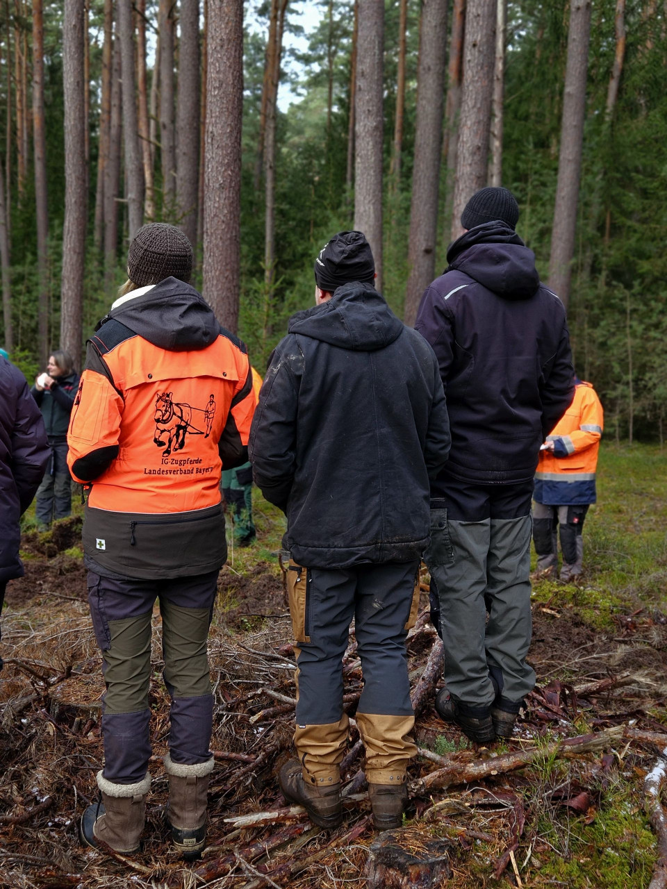 Eichensaat mit Pferden