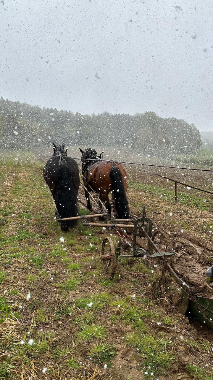 Fuhrmannstreffen der IGZ-Bayern