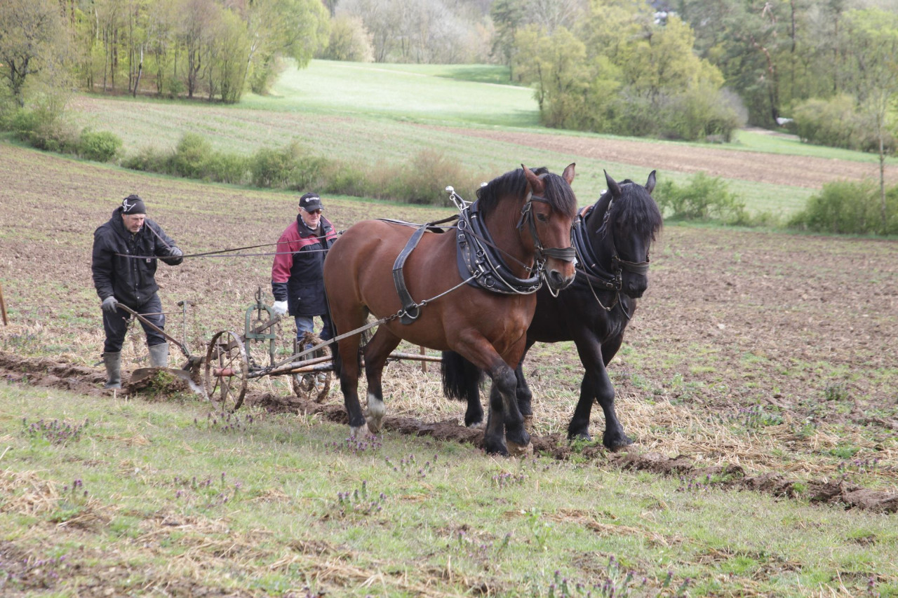 Fuhrmannstreffen der IGZ-Bayern