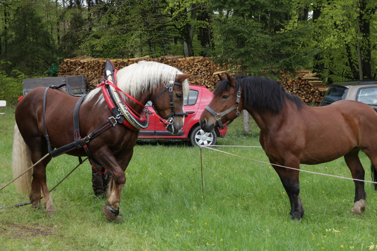 Fuhrmannstreffen der IGZ-Bayern