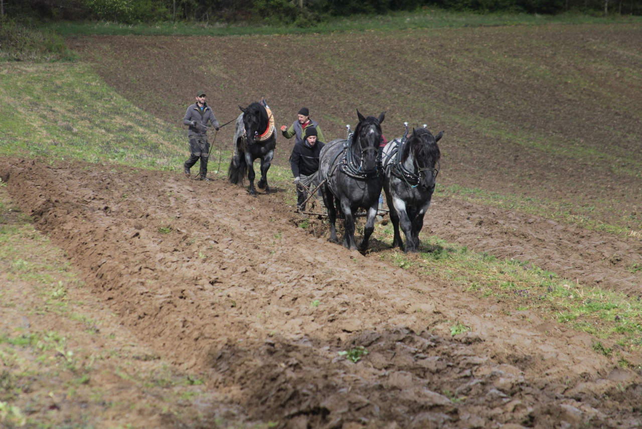 Fuhrmannstreffen der IGZ-Bayern