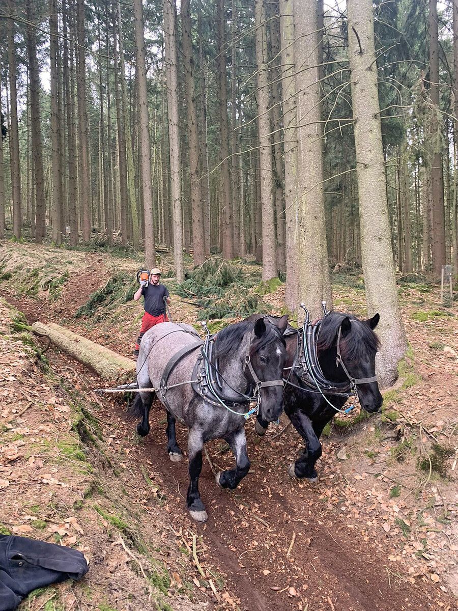 <img alt="" src="/user/pages/06.rueckblicke/pferdestark-gerueckt/86063_haydimbqg44a-900x1200-1920w?name" />